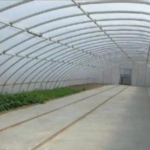 Advanced Vegetable Sunlight Greenhouse with Humidity Control and Optimal Plant