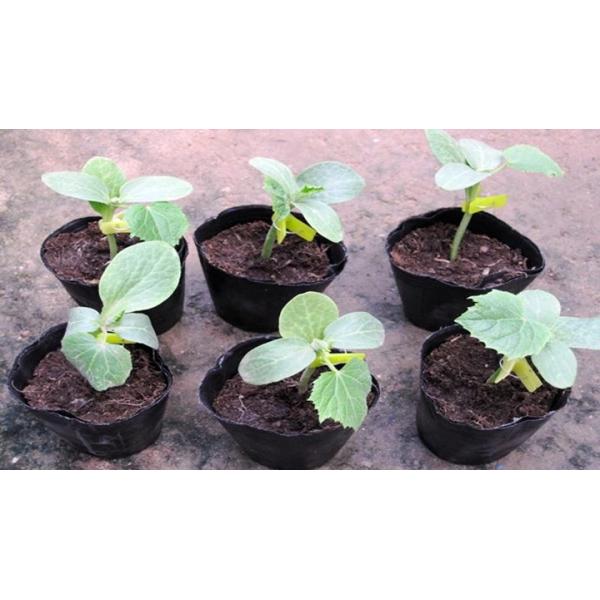 Durable whole sales black plastic seedling pot small square shape nursery pot