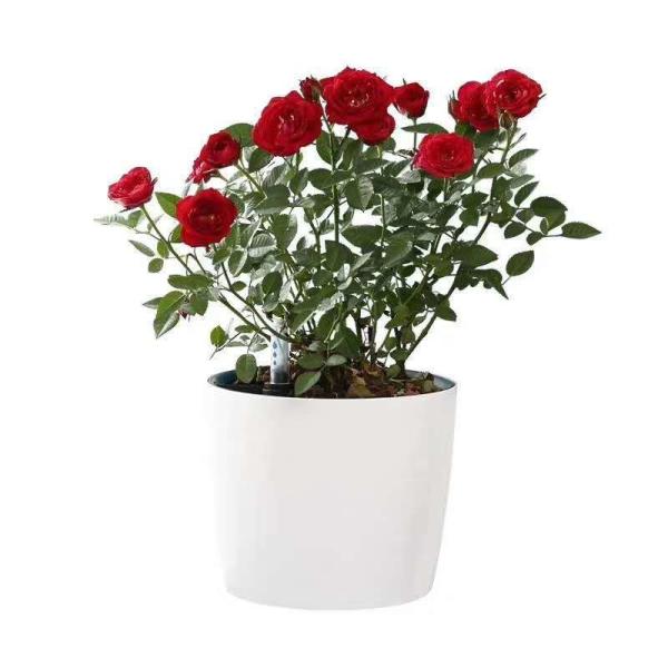 Buy Durable Plastic Round Height 15.5cm Self Watering Houseplant Pots at wholesale prices
