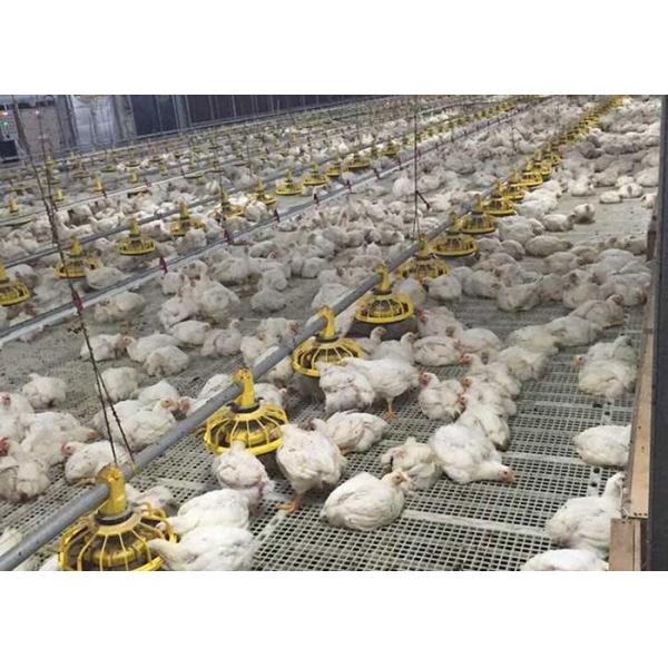 Broiler Flooring Raising Chicken Farm Equipment 4 Drinker /M
