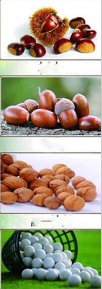 Lightweight FiberGlass Handle Nut Collector for Easy Harvesting