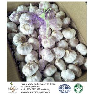 China garlic to Brazil
