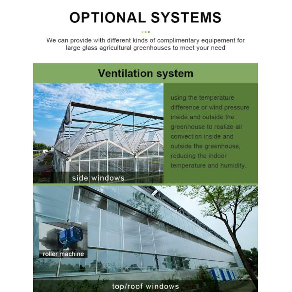 Hot Galvanzied Steel Pipe Agricultural Venlo Glasshouse Turnkey Project