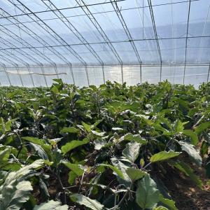 Flower Planting Sunlight Greenhouse with Steel Structure Double or Single Layer