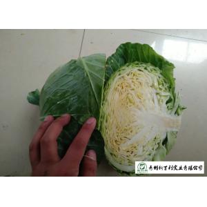 Oval Shape Green Pointed Head Cabbage Lower Blood Pressure 1 - 3 KG / PER