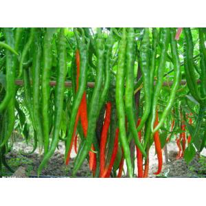 China 4cm-7cm Erjingtiao Dried Chilis Strong & Pungent Chilli Flavor on sale