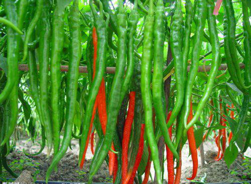 Buy 4cm-7cm Erjingtiao Dried Chilis Strong & Pungent Chilli Flavor at wholesale prices