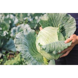 Organic Farm Insecticide bio pesticide manufacturers for Sustainable and Natural