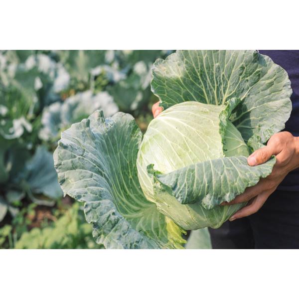 Organic Farm Insecticide bio pesticide manufacturers for Sustainable and Natural