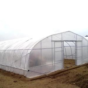 Galvanized Single Span Plastic Tunnel Greenhouse Customized Vegetable Growing
