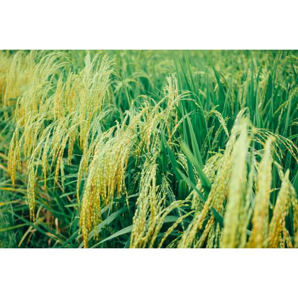 Amino Acid Chelated Ca Mg Organic Liquid L-Amino Acid For Plants