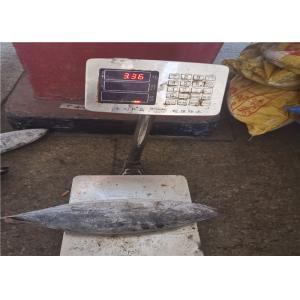 Delicious Bulk 3.4kg Frozen Skipjack Tuna With Omega 3