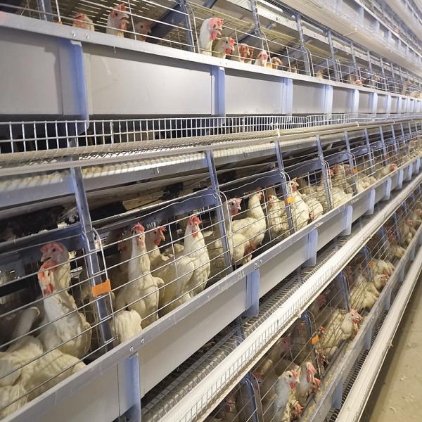 Buy 108-144Birds Poultry Cage 3-4Layers Broiler Raising Equipment at wholesale prices