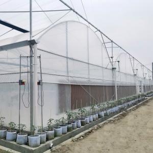 Tomato Commercial Hydroponic System Multispan Greenhouse With Climate Control