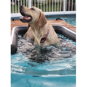 Portable Adjustable Folding Dog Ramp Inflatable Dog Dock Ramp Stair Pets Dog