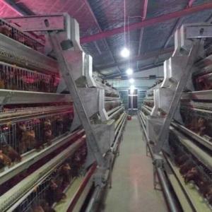 China Battery Cages For Laying Hens In This Poultry Farmhouse Are Hot-dip Galvanized For Durability. on sale