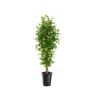 Quality Home Ornament Ficus Tree(152cm) for sale