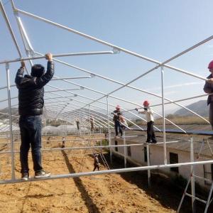 Greenhouse With Manual Or Motor Roll Up Vent System For Natrual Ventilation