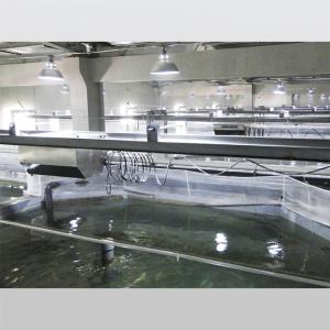 TPAF01 Automatic Fish Feeder for Aquaculture in Recirculating Pool Water System