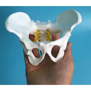 Plastic Mini 13x9x9cm Female Pelvis Model For Medical Teaching