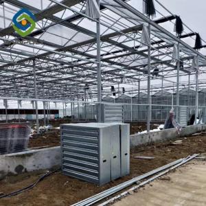 Multi Span Commercial Venlo Greenhouse Structure Tempered Glass Covered