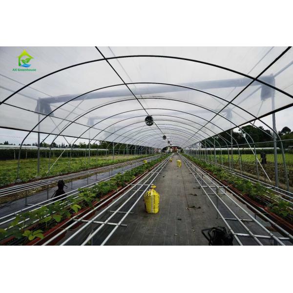 single-span film greenhouse