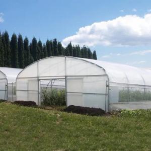 Tunnel Plastic Greenhouse Galvanized Steel Frame Pe Film Greenhouse Single Span