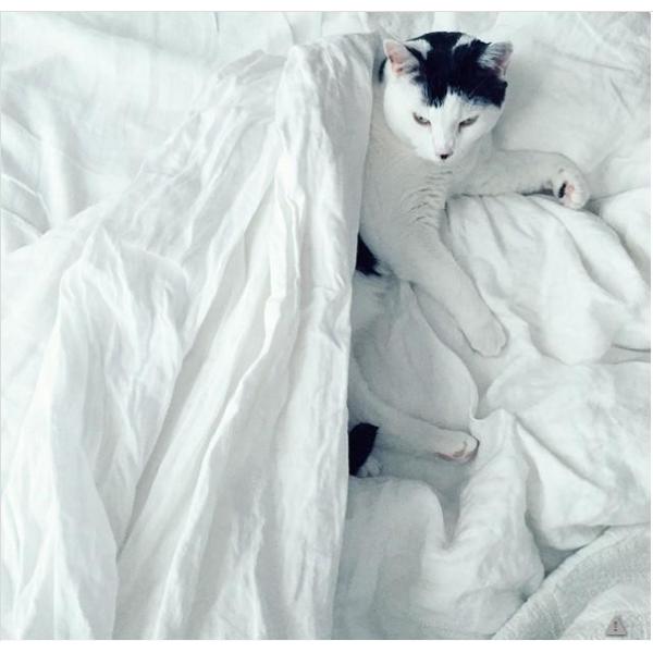 Hefei Homchang Down and Feather Manufacture Co., Ltd, Home textiles and Leather