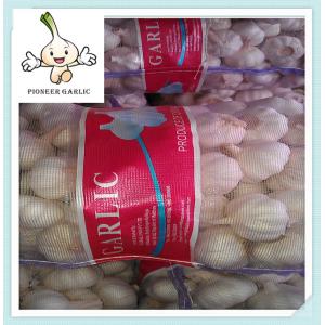 Pure White Garlic in New Season Natural Fresh White Garlic