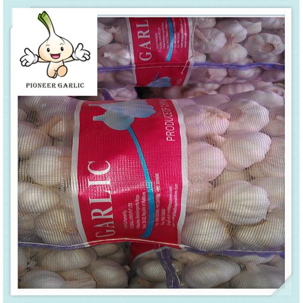 Buy Pure White Garlic in New Season Natural Fresh White Garlic at wholesale prices