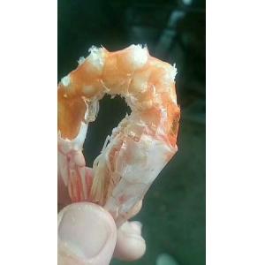 Food Microwave Dryer& Sterilizer/Microwave Drying and Sterilizing Machine