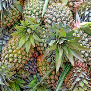 Light Yellow Bromelain Priceline 600GDU-2400GDU Protease Powder