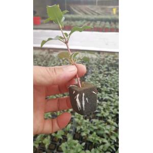 1.5inch Hole Germination Plastic Planting Trays Anti Aging 72 Cell Propagation