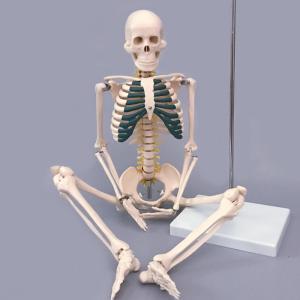 Human simulation PVC skeleton model 180cm on medical anatomy model