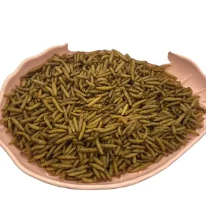 Quality Insect and Yellow Dried Black Soldier Fly 3-5cm with for sale