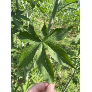 Buy cheap Organic Herbal Leaf Red Raspberry Leaves Tea Raspberry Leaf Dried Whole for Sale from wholesalers