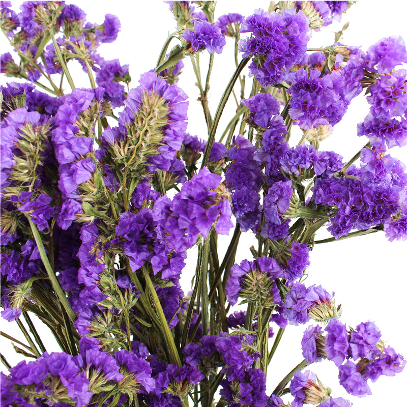 Fashion Style Beautiful Dried Flowers Statice Limonium Forget Me Not