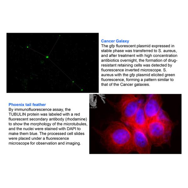Binocular Wide Field Fluorescence Microscopy A16.2614 40X - 1600X Magnification