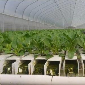 Film Greenhouse Hydroponic System Package Gross Weight 2000.000kg Customized