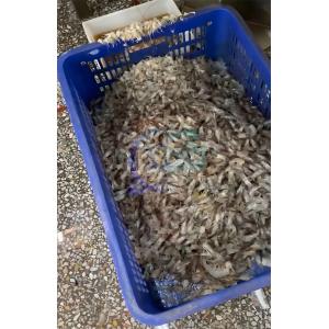Automatic Shrimp Deheading Machine 11.7KW Stainless Steel 304 Material