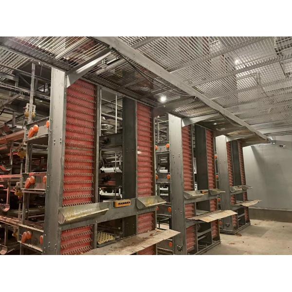 Buy Wire Mesh Layer Automatic Chicken Cage Easy Operate For Poultry Farm at wholesale prices