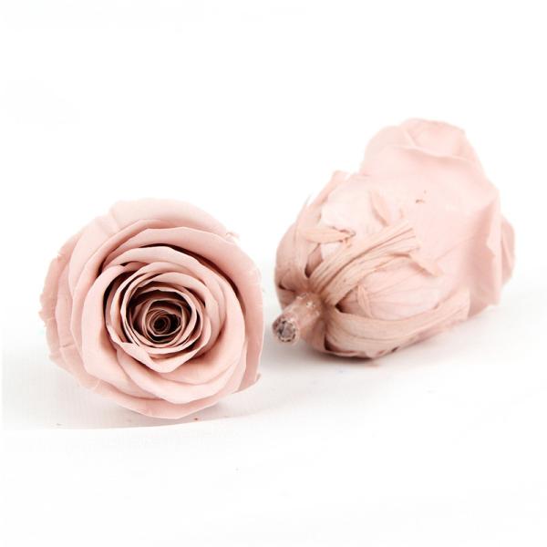 Buy Cell Replacement Dyeing 6pcs Diameter 5-6cm Preserved Rose Heads at wholesale prices