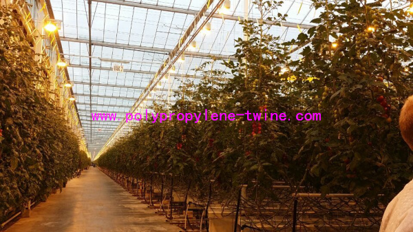 Professional Twisted Tomato Tying Modern Greenhouse Twine 1mm , Plastic Baling Twine