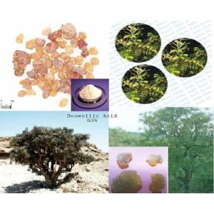 Factory Supply Boswellia Extract25% Powder frankincense extract powder