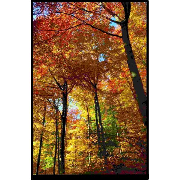 Buy 10.1" Laptop LCD Screen 40 Pin 800x1280 IPS MIPI Panel at wholesale prices