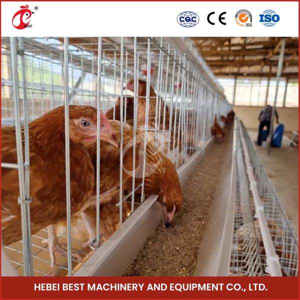 Buy 200 Birds Capacity Commercial Farming Chicken Cages With Provided Video Installation Star at wholesale prices
