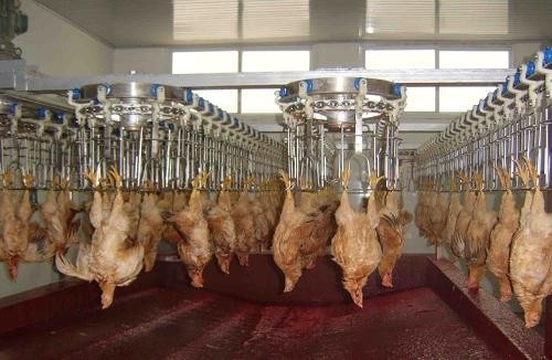 Buy Customizable and Durable Poultry Processing Line with Stainless Steel 304 at wholesale prices