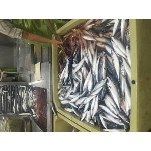 BRC Approved 60g 80g Scomber Japonicus Fresh Frozen Mackerel