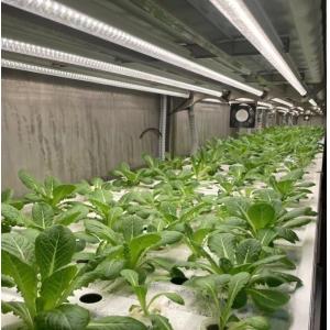 Department Option Leafy Vegetable Container House with Customization and Roofing