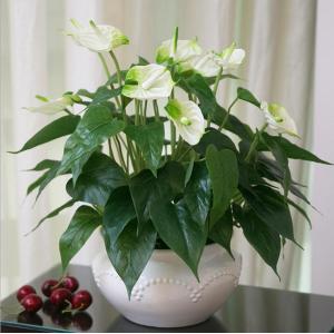 Silk Anthurium Plants in Pot